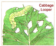 
Cabbage looper. 

